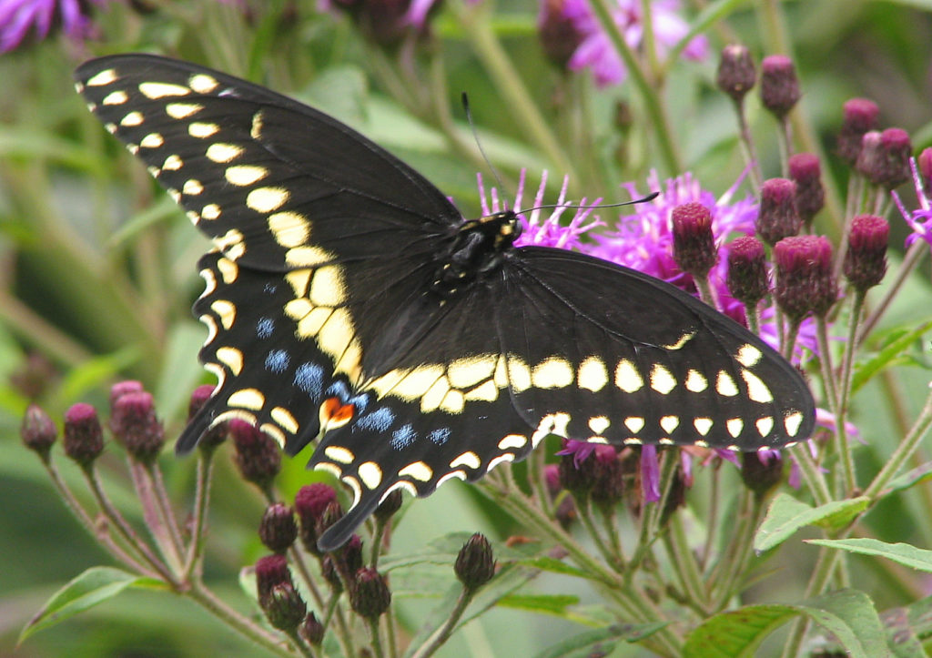 Black Swallowtail - Lincoln Landscaping Inc.