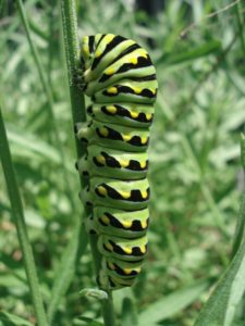 Black Swallowtail Caterpillar - Lincoln Landscaping Inc.