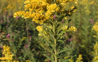 Solidago Caesia - Lincoln Landscaping Inc