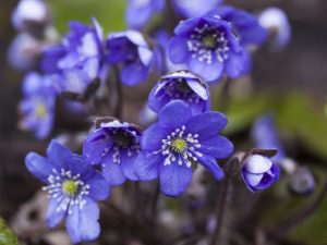 Anemone - Lincoln Landscaping Inc.