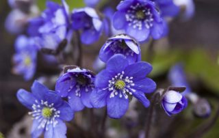 Anemone - Lincoln Landscaping Inc.