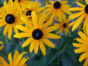 Black Eyed Susan - Lincoln Landscaping Inc.