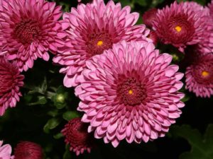 Chrysanthemum - Lincoln Landscaping Inc.