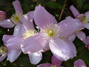 Clematis - Lincoln Landscaping Inc.