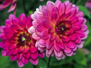 Dahlia - Lincoln Landscaping Inc.