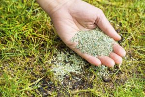Organic Turf and Lawn Management - Lincoln Landscaping Inc