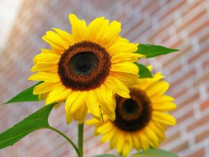 Sunflower - - Lincoln Landscaping Inc.