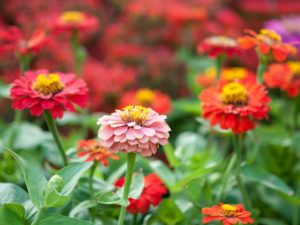 Zinnia - Lincoln Landscaping Inc.