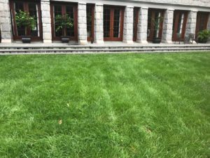 Organic Turf Services - Lincoln Landscaping Inc.