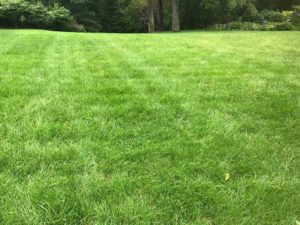 Residential Organic Lawn Maintenance - Lincoln Landscaping Inc.