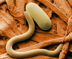 Nematodes - Lincoln Landscaping Inc.