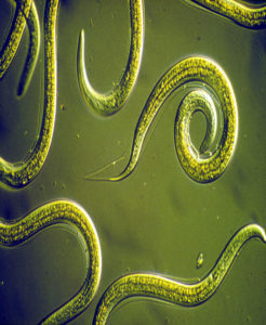 Nematodes - Lincoln Landscaping Inc.