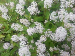 Ceanothus Americanus - Lincoln Landscaping Inc.