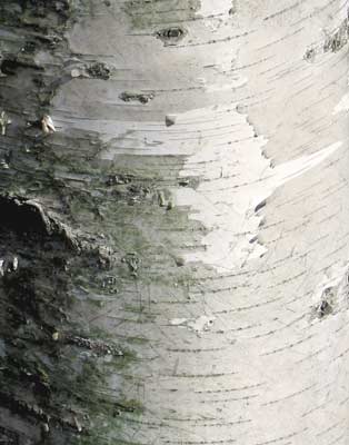 Gray Birch Bark - Lincoln Landscaping Inc.