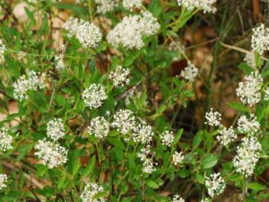 Ceanothus Americanus - Lincoln Landscaping Inc.