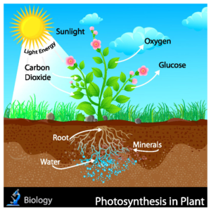 Photosynthesis - Lincoln Landscaping of Franklin Lakes