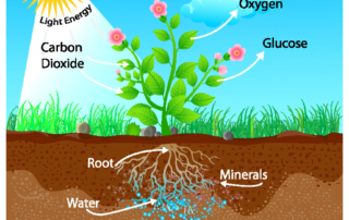 Photosynthesis - Lincoln Landscaping of Franklin Lakes