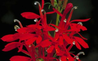 Cardinal Flower - Lincoln Landscaping Inc.