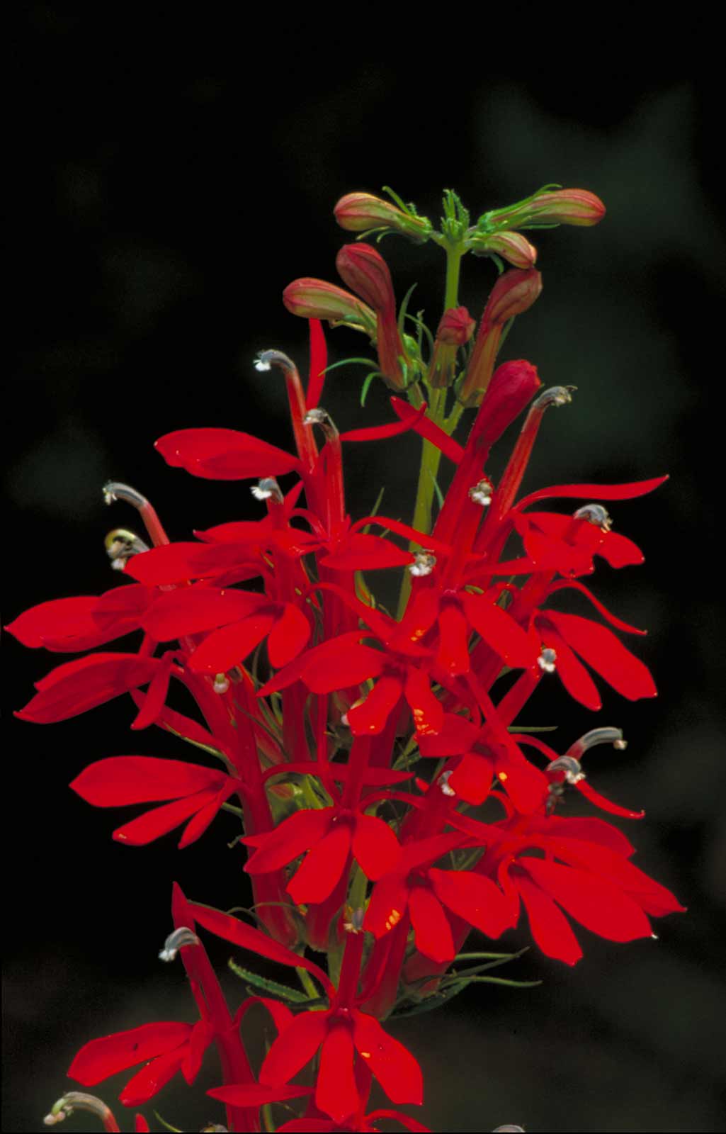 Cardinal Flower - Lincoln Landscaping Inc.