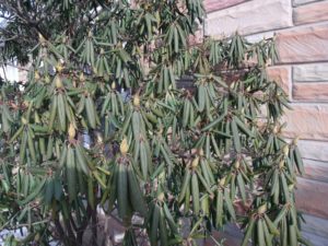 Rhododendron Catawbiense - Lincoln Landscaping Inc.