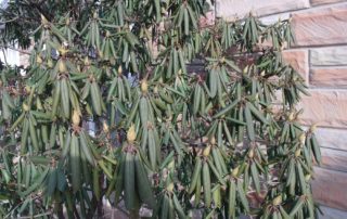 Rhododendron Catawbiense - Lincoln Landscaping Inc.