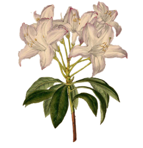 Rhododendron arborescens - Lincoln Landscaping Inc.