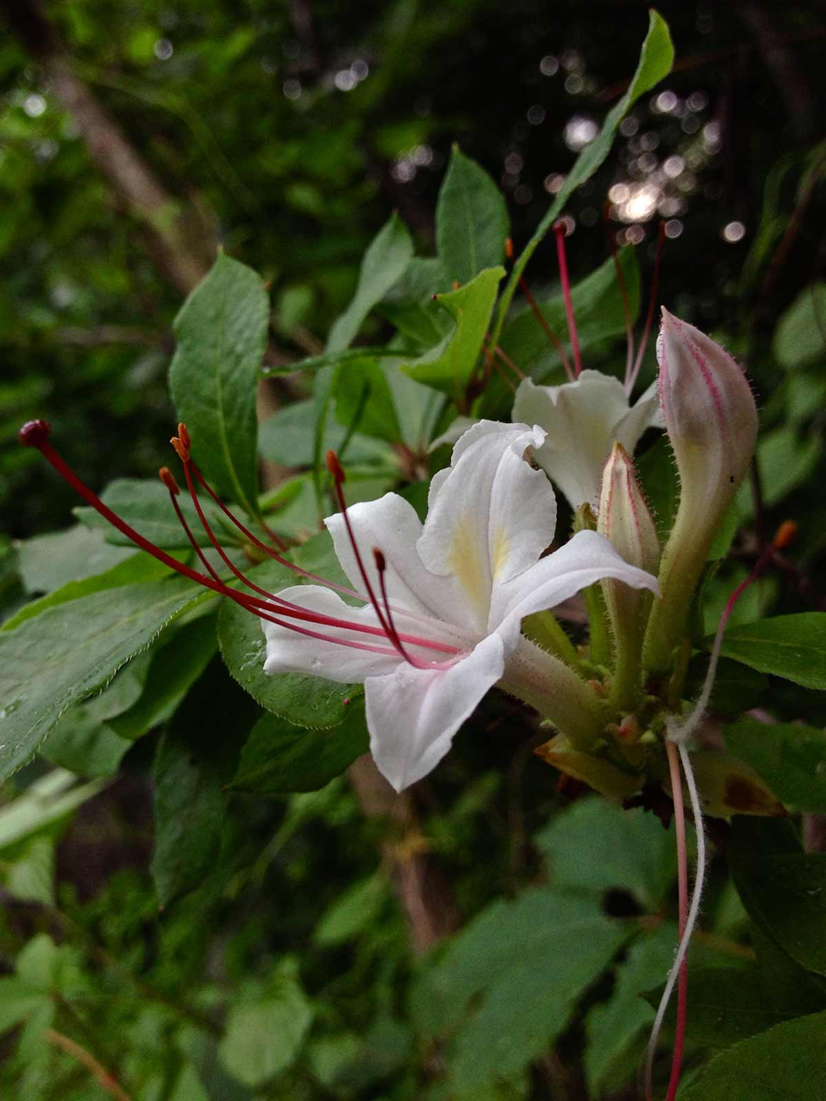 Sweet Azalea - Lincoln Landscaping Inc.