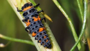 Organic Pest Control - Ladybug