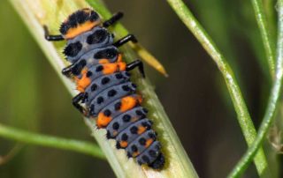 Organic Pest Control - Ladybug