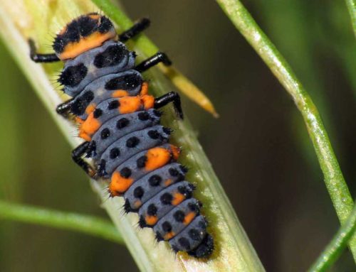 Beneficial Garden Insects