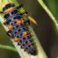 Organic Pest Control - Ladybug