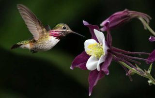 Hummingbird Getting Nectar from Aquilegia Candanesis