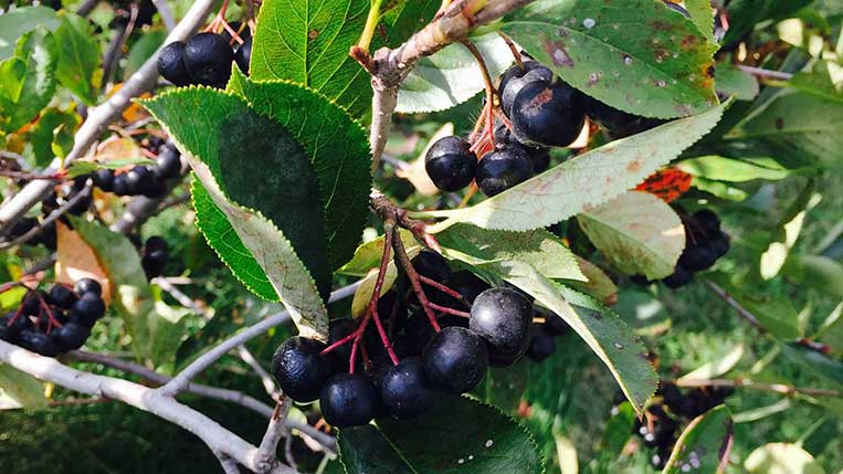 Low Scape Mound Black Chokeberry Fruit