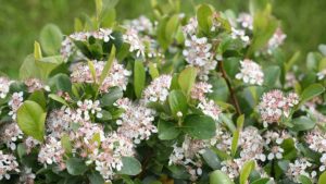 Low Scape Mound Black Chokeberry Flower