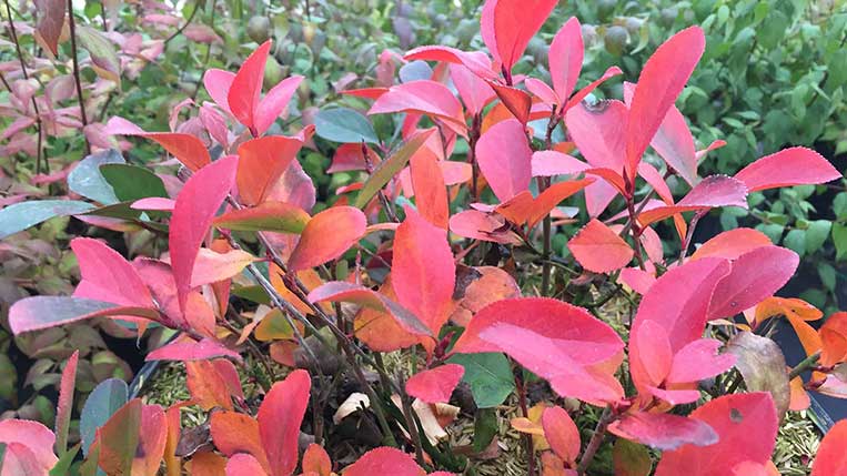 Low Scape Mound Black Chokeberry Foliage