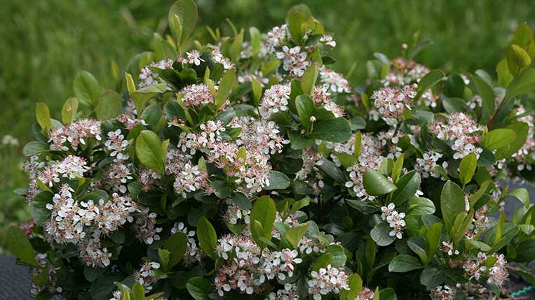 Low Scape Mound Black Chokeberry Shrub