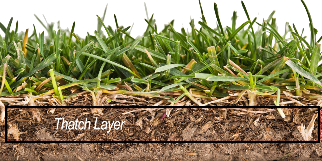What Is Thatch Lincoln Landscaping what-is-thatch-lincoln-landscaping