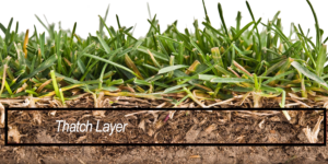 What is Lawn Thatch - Lincoln Landscaping Inc of Franklin Lakes