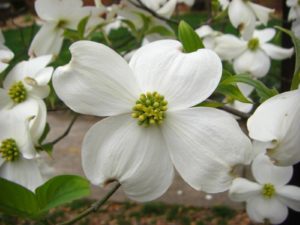 Cornus Florida Dogwood Blossom