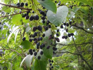 Chionanthus virginicus Fringe Tree Fruit