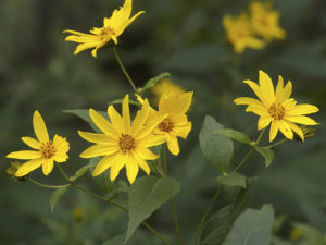Helianthus Mollis - Ashy Sunflower