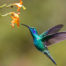 Hummingbird Pollinating Fuscia Plant