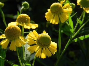 Helenium flexuosum Raf - Purple Headed Sneezewood