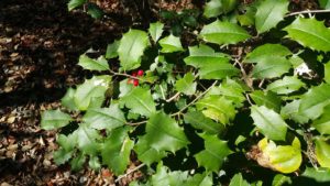 Ilex Opaca American Holly Native Plant