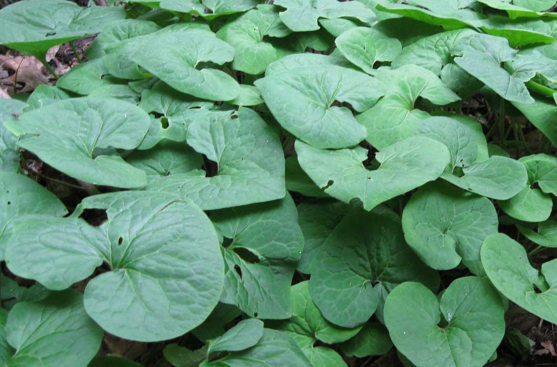 Asarum canadense - canada wild ginger