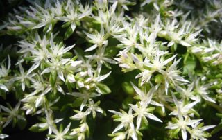 The Flower of Sedum Ternatum - Sustainable Landscaping with Native Plants