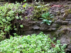 Sedum Ternatum in the Rock Garden - Sustainable Landscaping with Native Plants