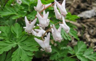 Sustainable Landscaping Dicentra Cucullaria