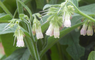 Sustainable Landscaping with Native Plants - Cynoglossum-virginianum