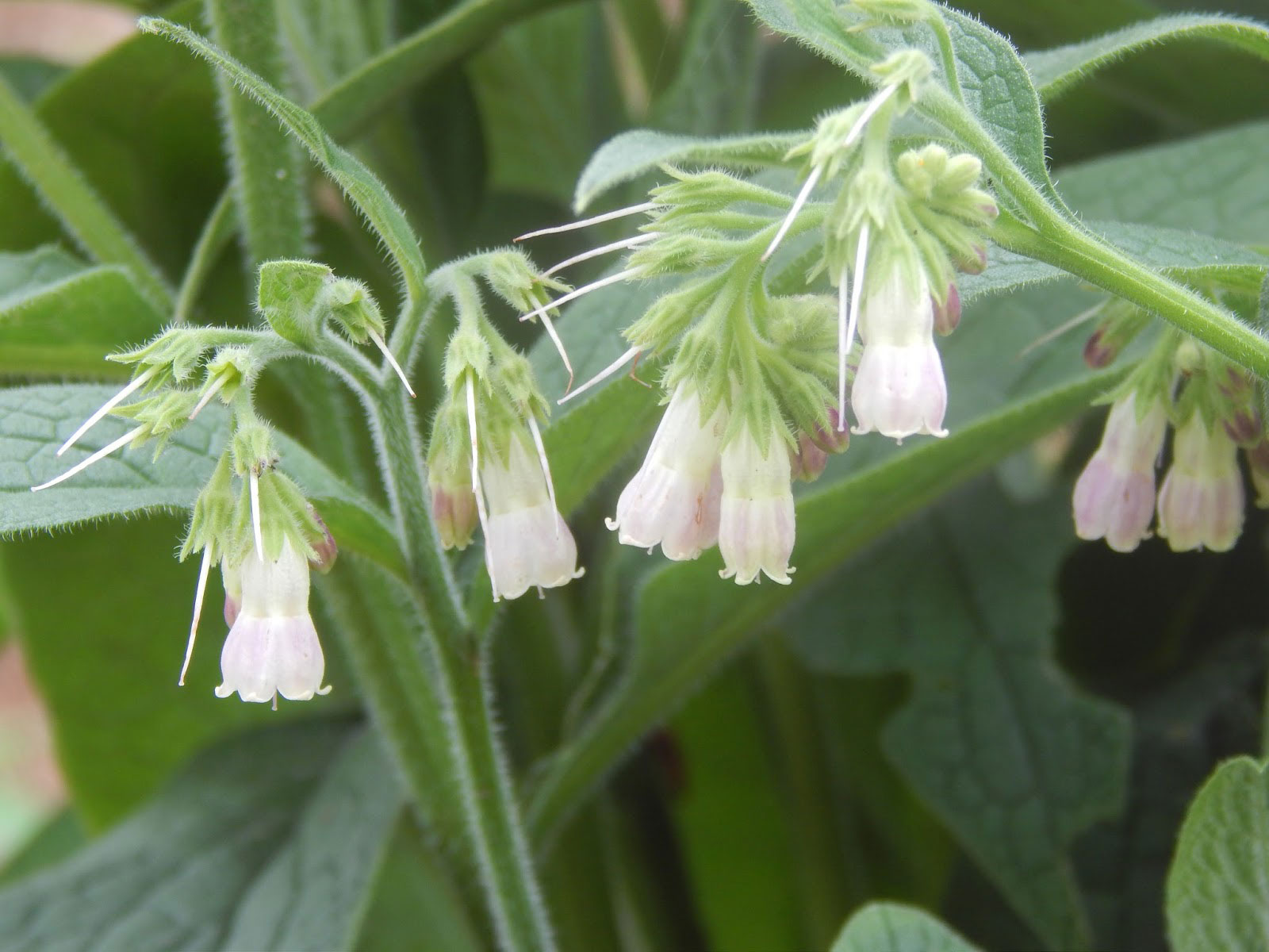 Wild Comfrey Lincoln Landscaping